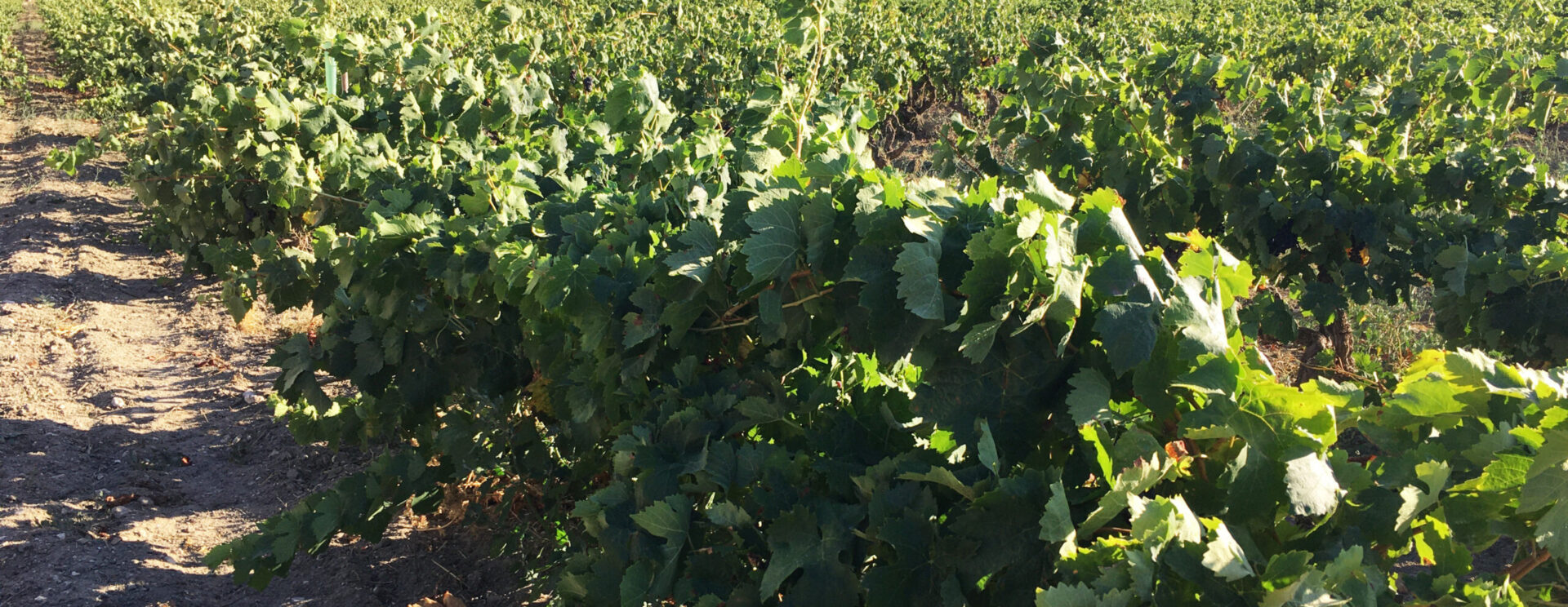 Vue d'un paysage estival typique du Luberon : un champ de vignes avec pour arrière plan le Luberon.