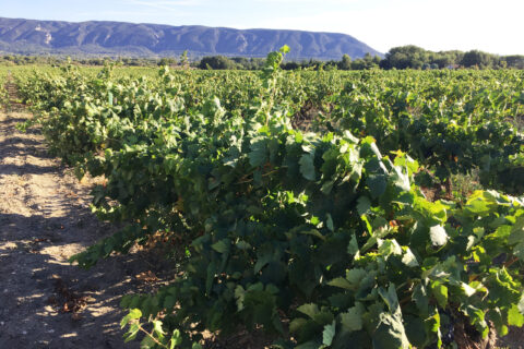 Vue d'un paysage estival typique du Luberon : un champ de vignes avec pour arrière plan le Luberon.