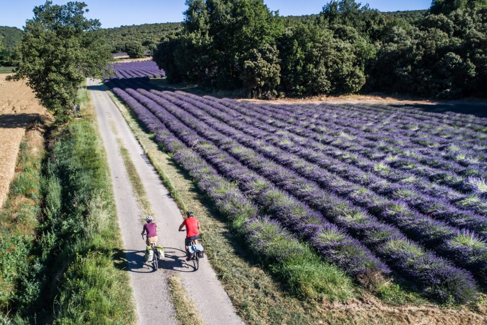 Deux cyclistes sur un chemin le long du champ de lavande