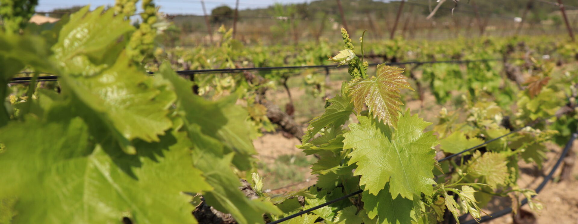 Une vigne de Robion en gros plan